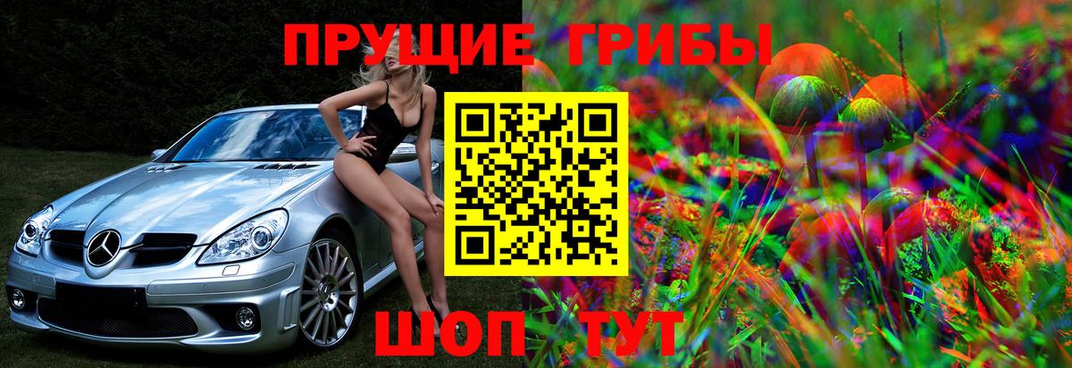 Галлюциногенные грибы Psilocybe Черняховск
